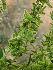 Rhopalomyia anthophila