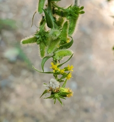 Rhopalomyia anthophila