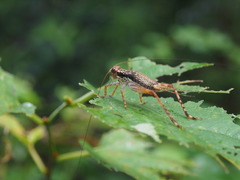 Cardiodactylus novaeguineae