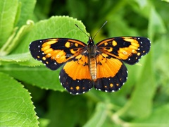 Chlosyne lacinia saundersi