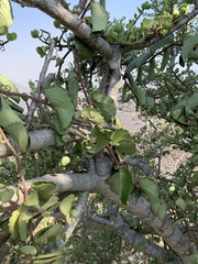 Cissus rotundifolia rotundifolia