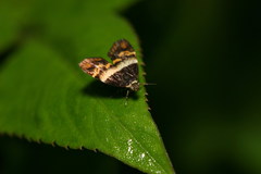 Choreutis xanthogramma