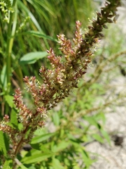 Amaranthus tuberculatus