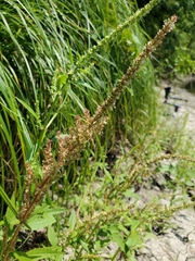 Amaranthus tuberculatus