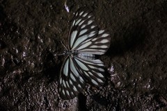Aporia agathon