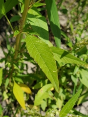 Amaranthus tuberculatus