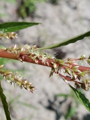 Amaranthus tuberculatus