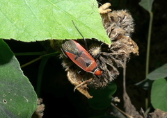Dysdercus transversalis
