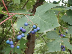 Ampelopsis humulifolia