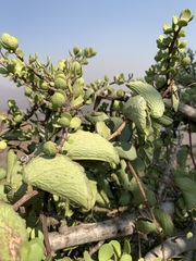 Cissus rotundifolia rotundifolia