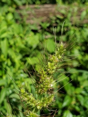 Echinochloa