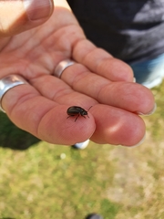 Chrysolina marginata