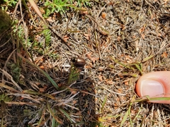 Chrysolina marginata