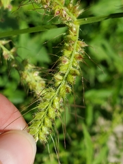 Echinochloa