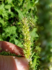 Echinochloa