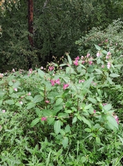 Impatiens glandulifera