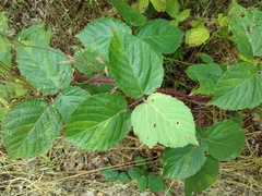 Rubus condensatus