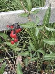 Solanum dulcamara