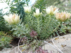Rhodiola dumulosa