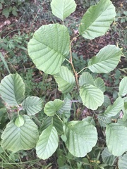 Alnus glutinosa