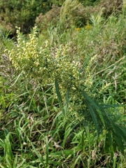 Artemisia serrata