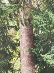 Sciurus vulgaris