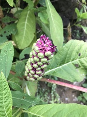 Phytolacca polyandra
