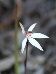 Caladenia saccharata