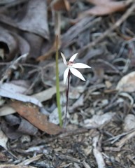 Caladenia saccharata