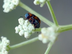 Coptocephala