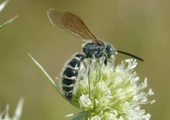 Colpa quinquecincta