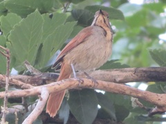 Cichladusa arquata