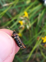 Bembecia ichneumoniformis