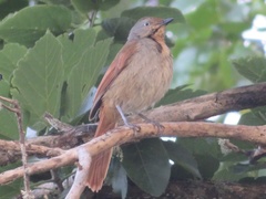 Cichladusa arquata