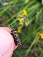 Bembecia ichneumoniformis