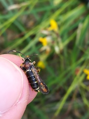 Bembecia ichneumoniformis