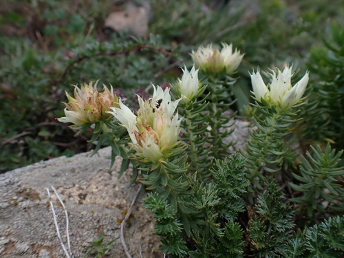 Rhodiola dumulosa