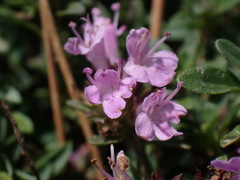 Thymus mongolicus