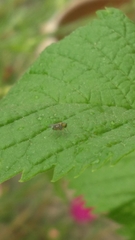 Diptera