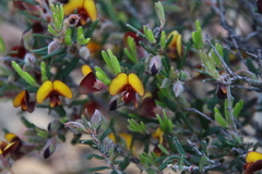 Bossiaeeae