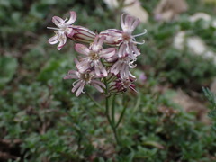 Silene jeniseensis