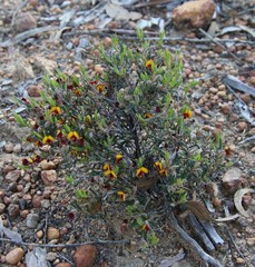 Bossiaeeae
