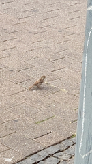 Passer domesticus