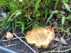 Fungi