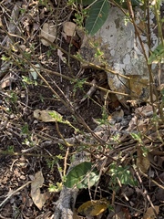 Justicia protracta protracta