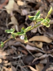 Justicia protracta protracta