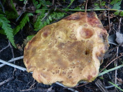 Fungi