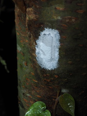 Pyrops watanabei