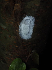 Pyrops watanabei
