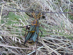 Taeniopoda tamaulipensis